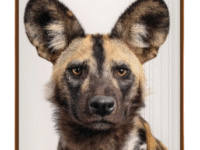 Fore Edge African Wild Dog image
