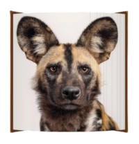 Fore Edge African Wild Dog image