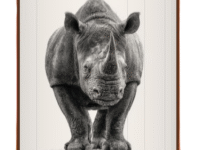 Fore Edge Black Rhinoceros image