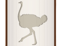 Ostrich image