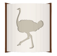 Ostrich image